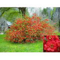 Chaenomeles Japonica